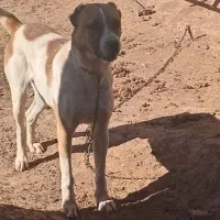 سگ‌گله‌گرد‌نر