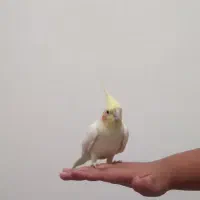 عروس هلندی نر وماده سالم|پرنده|نظرآباد, نظرآباد|دیوار