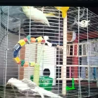 جوفت خوب عروس نر سخن گو