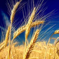 افزایش تناژ برداشت گندم ،با بذر مال ارگانیک