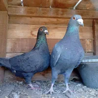 کبوتر پلاکی