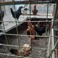 مرغ وخروس|حیوانات مزرعه|تهران, خاوران|دیوار