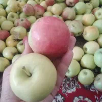 سیب محلی دلی خیارکال