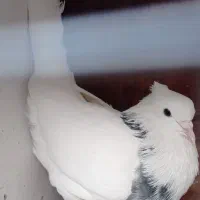 دمسفید|پرنده|شاهرود, |دیوار