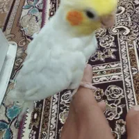 عروسک پاریس دستی اهلی