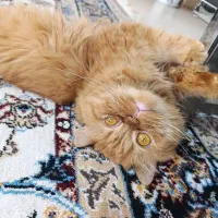 گربه پرشین و بریتیش|گربه|لاهیجان, شهید آوینی|دیوار