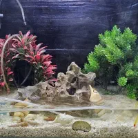 اکواریوم شیشه خم ارتفاع 40 طول 50|ماهی|پرند, فاز ۴|دیوار