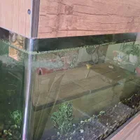 آکواریوم شیشه خم|ماهی|فردیس, شهرک راه آهن|دیوار