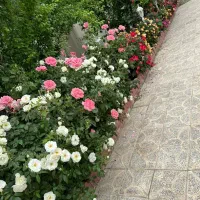 520متر ویلا آزادگان خیابان صفا|فروش خانه و ویلا|چهاردانگه (تهران), |دیوار