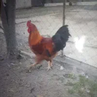 خروس محلی|حیوانات مزرعه|لنگرود, |دیوار