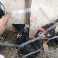 جوجه|پرنده|آزادشهر, |دیوار