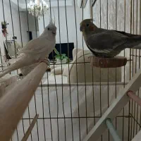 عروس هلندی مولد کارداده