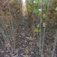 صنوبر نیقرا