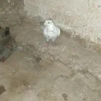 مهافضه هم ندارم