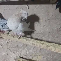 ماده کله زرد درشت|پرنده|قم, شهرک امام حسین|دیوار