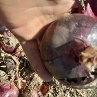 خرید‌وفروش‌‌پیاز وسیب‌‌درختی|عمده‌فروشی|مهاباد (آذربایجان غربی), |دیوار