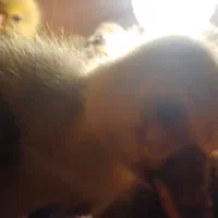 جوجه غاز سه روزه