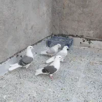 کفتر کبوتر کتی سرور