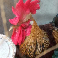 خروس نیست در جهان