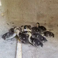 جوجه اردک اسرائیلی یک ماهه