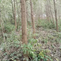 خریدار درخت صنوبر در زمین و باغ