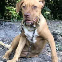 فروش سگ پیتبول ماده|سگ|املش, |دیوار