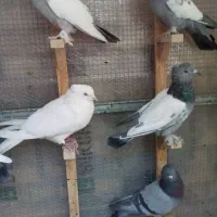 فروش کبوتر