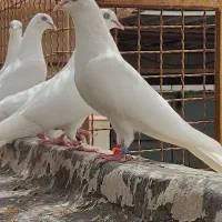 کبوتر پتی والا خالص