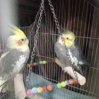 عروس هلندی پدرو پسر سخنگو