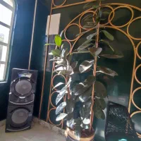 میز چتر دکور گل