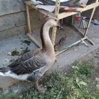 غوغاز|حیوانات مزرعه|شاهین دژ, |دیوار