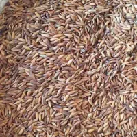 شلتوک عنبربو 50 تن