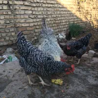 جوجه یک روزه پلیموت راک امروک|حیوانات مزرعه|علی‌آباد کتول, |دیوار