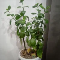 گل قاشقی