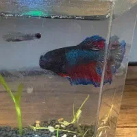 فایتر پلاکت