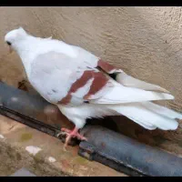 کبوتر نباتی|پرنده|دورود, |دیوار