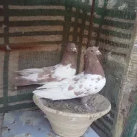 کفتر نقش و پرشی و پلاکی|پرنده|زارچ, |دیوار