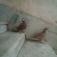 سرخ دمرخ ضمانت پرش سرخ کاکل مینا زردم