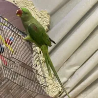 شاه طوطی ۷ماه