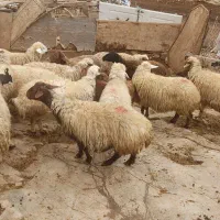 گوسفند وشیشک وبز وتی بز چاق کشتاری روغنی|حیوانات مزرعه|خرم‌آباد, |دیوار