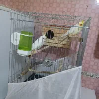 یه جفت عروس هلندی لتینو و البینو