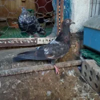 تاپ سیا گرفتنی نر