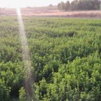 یونجه|عمده‌فروشی|سرپل ذهاب, |دیوار