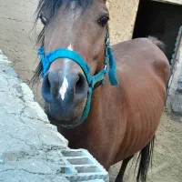 فروش وخرید اسب بارکش