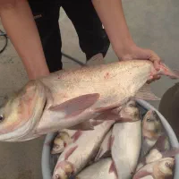 پخش ماهی زنده  فید فاک بیکت آمور فقط ۱۶۰