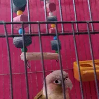 طوطی گرینچک|پرنده|بم, |دیوار