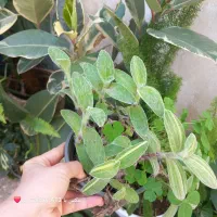 گل برگ بیدی عنکبوتی ابلق و سبز