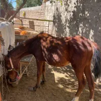 کره اسب مادیون