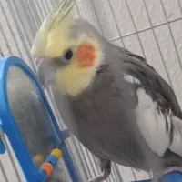 جوجه عروس هلندی / نر سخنگو