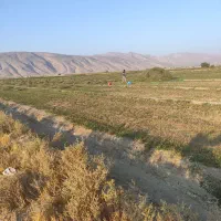 بذر یونجه رنجر آمریکایی|خدمات باغبانی و درختکاری|ارسنجان, |دیوار
